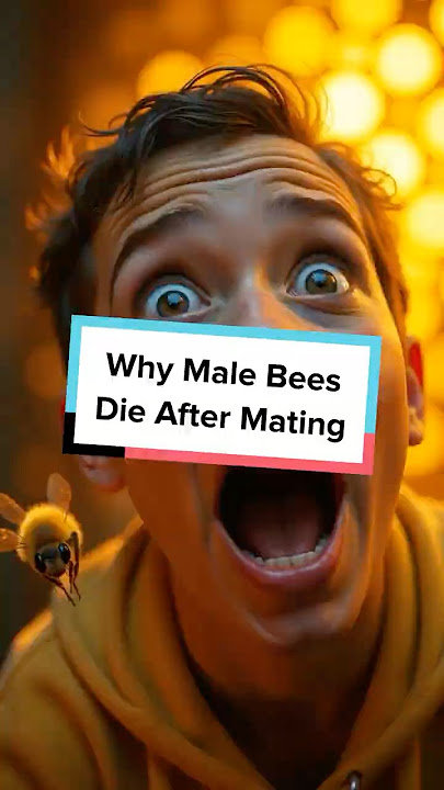 Male Bees Explode After Mating — Here’s Why #honeybee #drones #malefacts