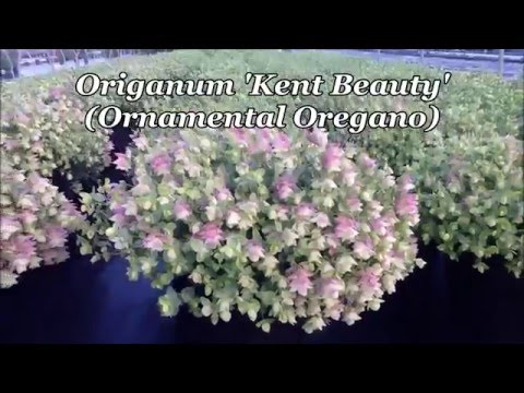 Video: Wat is ornamentele origanum: Leer hoe om ornamentele origanum te groei
