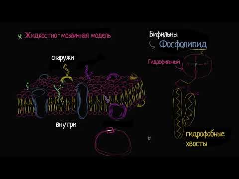 Жидкостно-мозаичная модель структуры клеточной мембраны (видео 1) | Мембранный транспорт | Биология