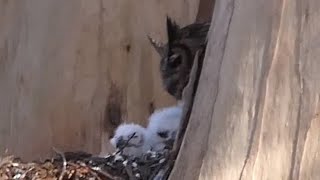 The Owl Family: An Early Owlet Compilation (and now with names too!)