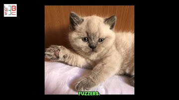 Episode #1 - 0xAlix2 - founding SR @CustodiaSecurity, SR @PashovAuditGroup, 8th on Code4rena in 2025