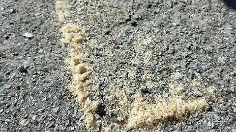These ants have been busy under a trash can.