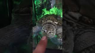 Каймановая Черепаха