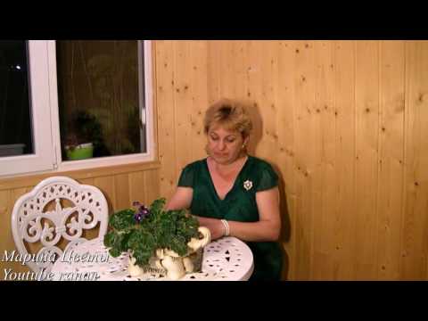 ЧТО ТАКОЕ ЭПИФИТЫ . Лунный календарь . Май 2016