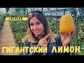 Итальянская Швейцария |ТУР выходного дня в Локарно | Камелия