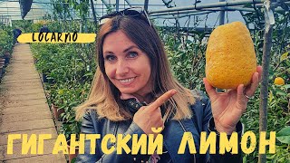 Итальянская Швейцария |ТУР выходного дня в Локарно | Камелия