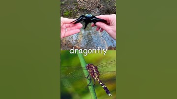 Learn Insect Bug Names for Babies Kids at the Stream: Butterfly Praying Mantis #SpringOnYouTube