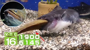 Chuyên gia mách chiêu diệt cá tạp trong ao nuôi I VTC16