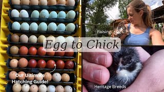 HatchAlong: From Heritage Eggs to Happy Chicks