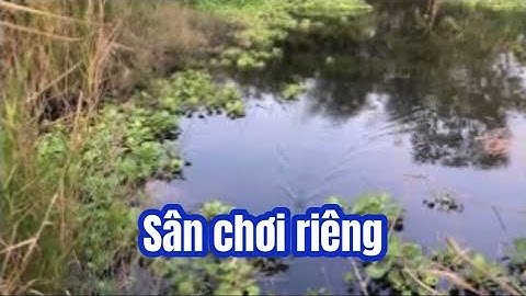 Câu cá lóc | sân chơi riêng, cá táp mà riềng | rong chơi miền tây #fishing #lurecaloc #sonrau