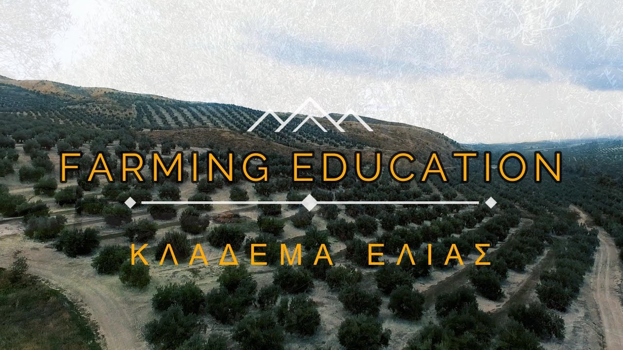 ✌Κλάδεμα ελίας ✌. Πως να διαχειριστούμε παρατημένα κτήματα. Part 1