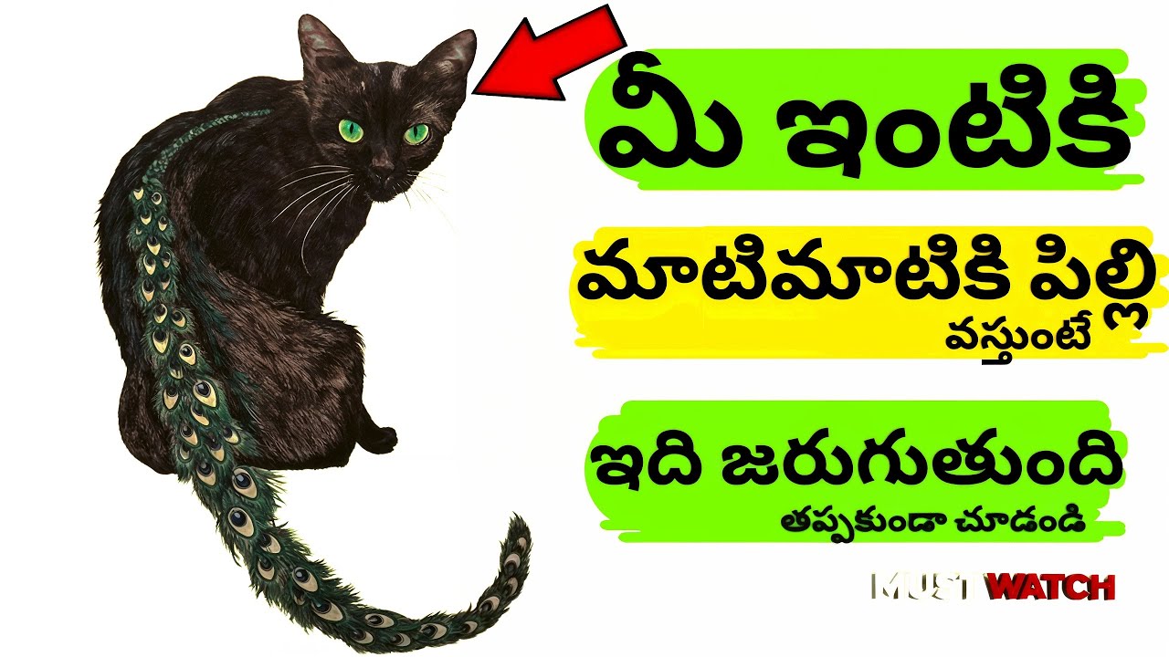 పిల్లి మీ ఇంట్లోకి వస్తే లక్ష్మీ కటాక్షం లభిస్తుందా? లక్ష్మీ పూజ సమయంలో పిల్లి ప్రాముఖ్యత ఏమిటి 