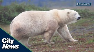 Polar bear puts on show of a lifetime in Churchill Manitoba.