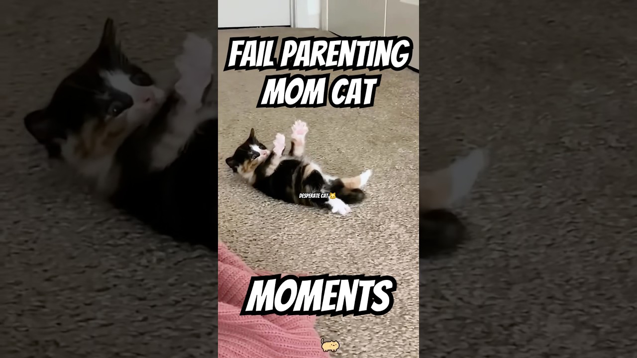New Mom Cats Have No Parenting Skill