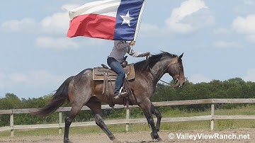 Bear***For info, price, etc., go to our website***ValleyViewRanch.net
