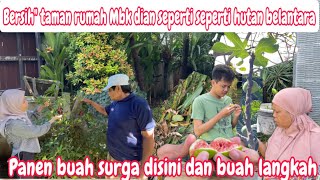 Clean The Garden At Mbk Dians House Pick Figs The Tree Has Not Beared Fruit For Years Final