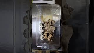 How To Set Up A Small Dubia Roach Feeder Colony