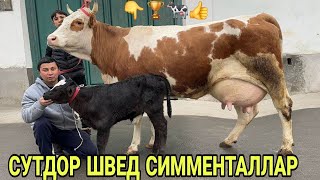 АРЗОНЧИ УКАДАН СУТДОР ШВЕД СИММЕНТАЛ РАССИЙКАЯ СИГИРЛАР СОТИЛАДИ SIGIRLAR SOTILADI 4 марта 2026 г