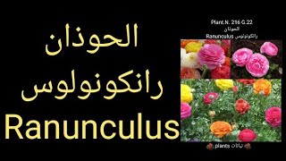 الحوذان رانكونولوس Ranunculus