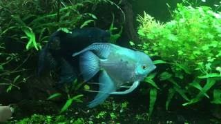 5 ways to reduce angelfish aggression