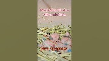 Java Sparrow Hatching Start / Grey Pastel Java Split Fawan / Fawan Pastel Java Working #shortvideo