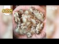 9남매나 낳은 허숙희씨 부부는 지금 이혼을 생각중이다. ㅣHusky Dog Couple Who Already Has 9 Puppies Considers A Divorce