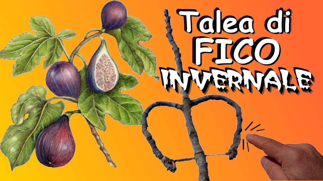 TALEA DI FICO INVERNALE SEMPLICISSIMA ATTECCHIMENTO GARANTITO