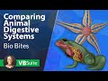 Visible Biology | Comparing Animal Digestive Systems