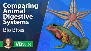 Visible Biology | Comparing Animal Digestive Systems