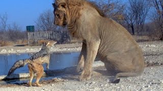 world's biggest lion fights with fox !!