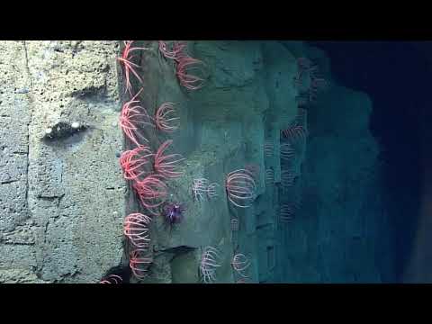Exploring the Deep Sea Using Free and Open Source Data