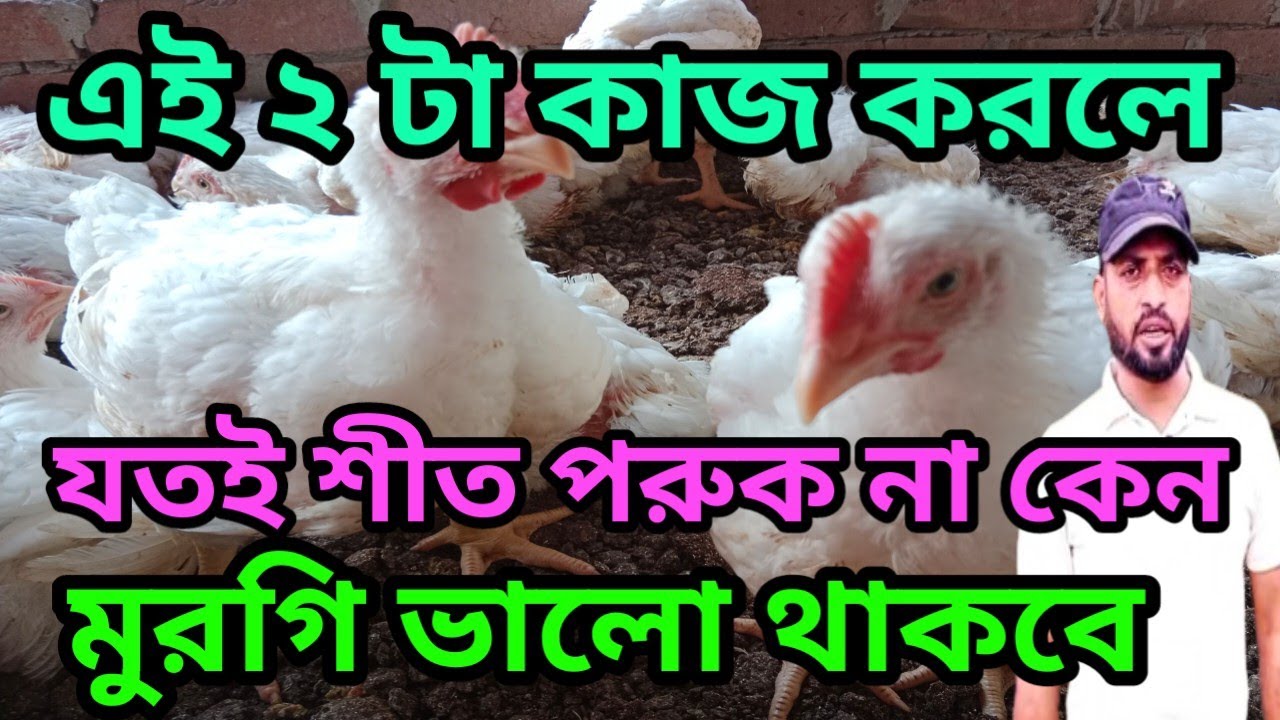 এই ২ টা কাজ করলে যতই শীত পরুক না কেন মুরগি ভালো থাকবে || খামারি || SK Hasan Agro 