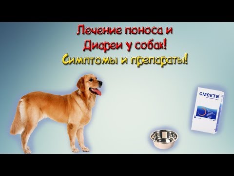 Диарея у собак Симптомы и Лечение!