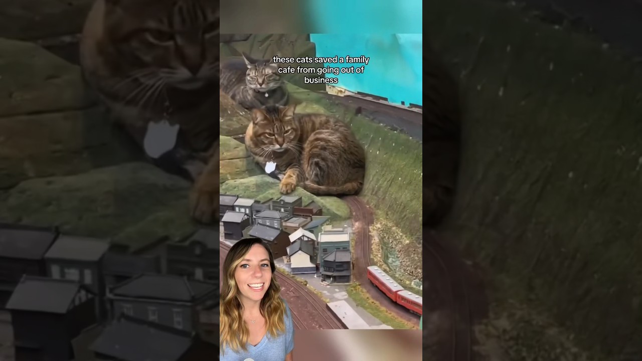 Кошки спасают малый бизнес, забираясь на декор 🐈 🚂 