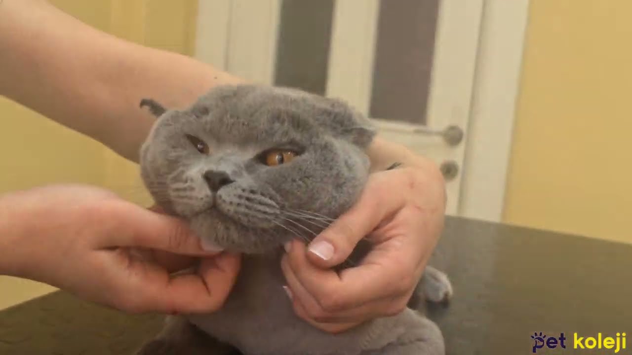 Tıraş Olan Kedi Anestezisiz Kedi Tıraşı İstanbul YouTube