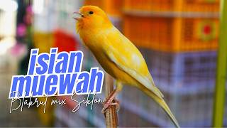 AUTO JURI NGLIRIK! Masteran Kenari Isian Blackthroat dan Sikatan Londo GACOR Cengkok Muewah