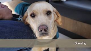 ISDA Dog Training Program - Core Skills: Level 1