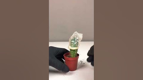 🌵 #test #durex #kaktus #experiment 🌵