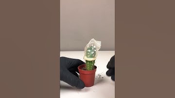 🌵 #test #durex #kaktus #experiment 🌵