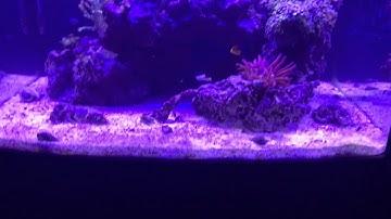 Biocube 29: Second setup for new reefer