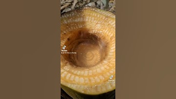 ## Chia sẻ bài thuốc dân gian,là cắt cây chuối hột nhé lấy nước uống và đã hết sỏi thận nhé mn...