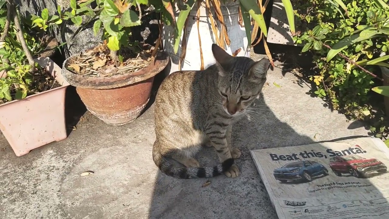 Sunday morning with Nekko🐾🐈🐾😗🌿😺