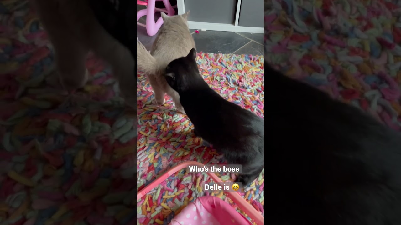 Who’s the boss, cat boss 😀  