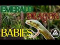 Hatchling Grass lizards everywhere!! | Emerald Dragon Project update!