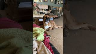 Как защитить собаку?