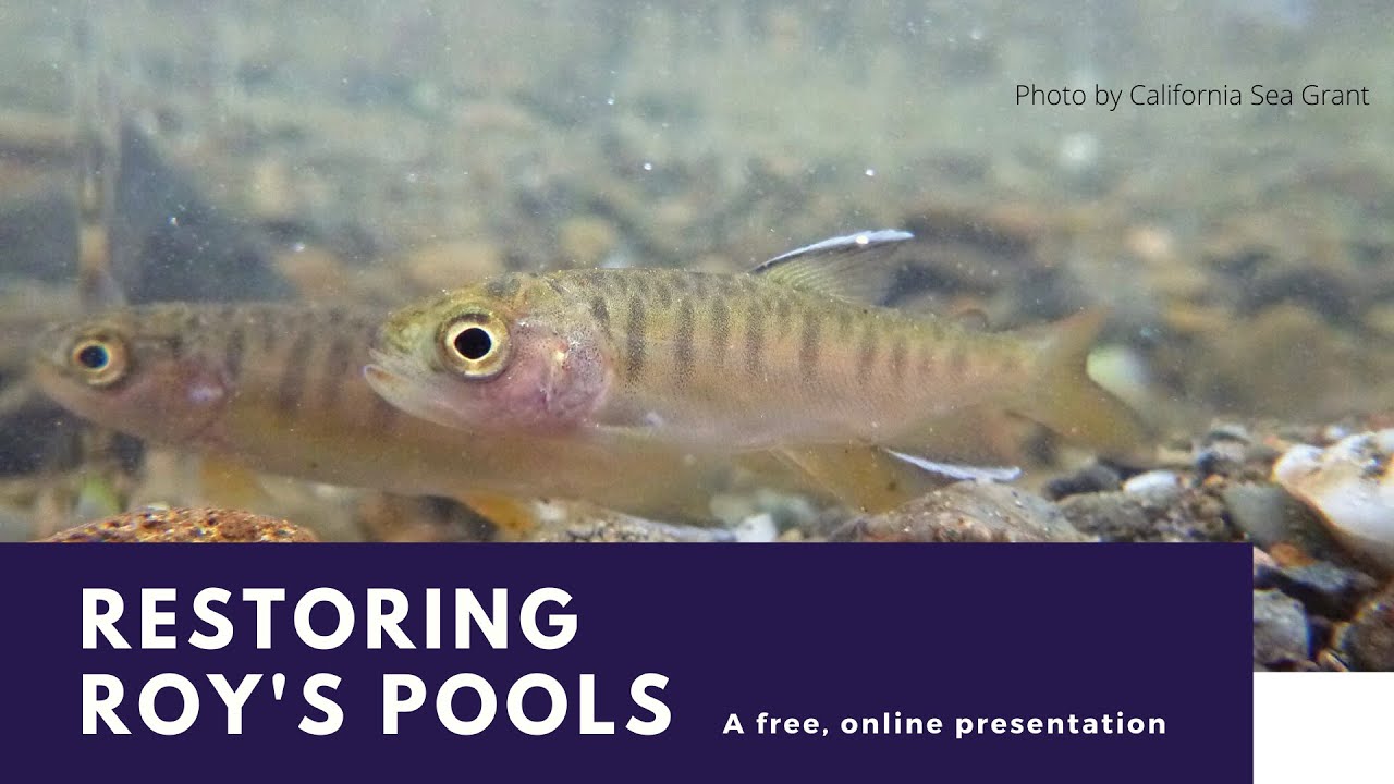 Roy Pools Restoring Roy's Pools - An Online Presentation by SPAWN - YouTube
