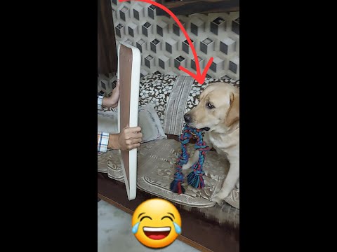 Cute labrador dog shy ko Mirror mein Chehra dikhaya 🤣 #dog #shorts