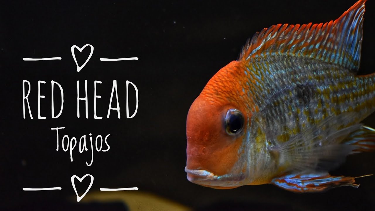 Why Geophagus Earth Eaters Are the Most Fascinating Cichlids 