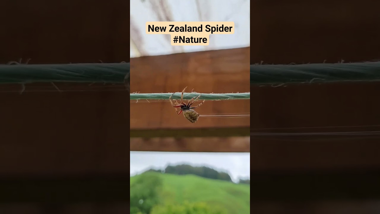 New Zealand Spider / beautiful nature