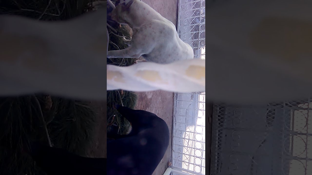 Peleas De Perros Doberman Vs Boxer